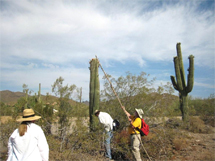 saguaro fruit picking